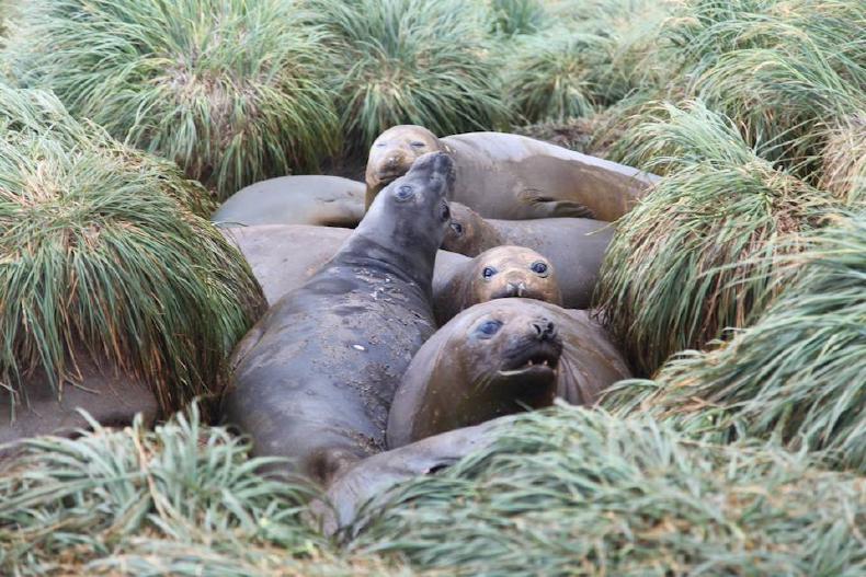 Elephant seals in the grass